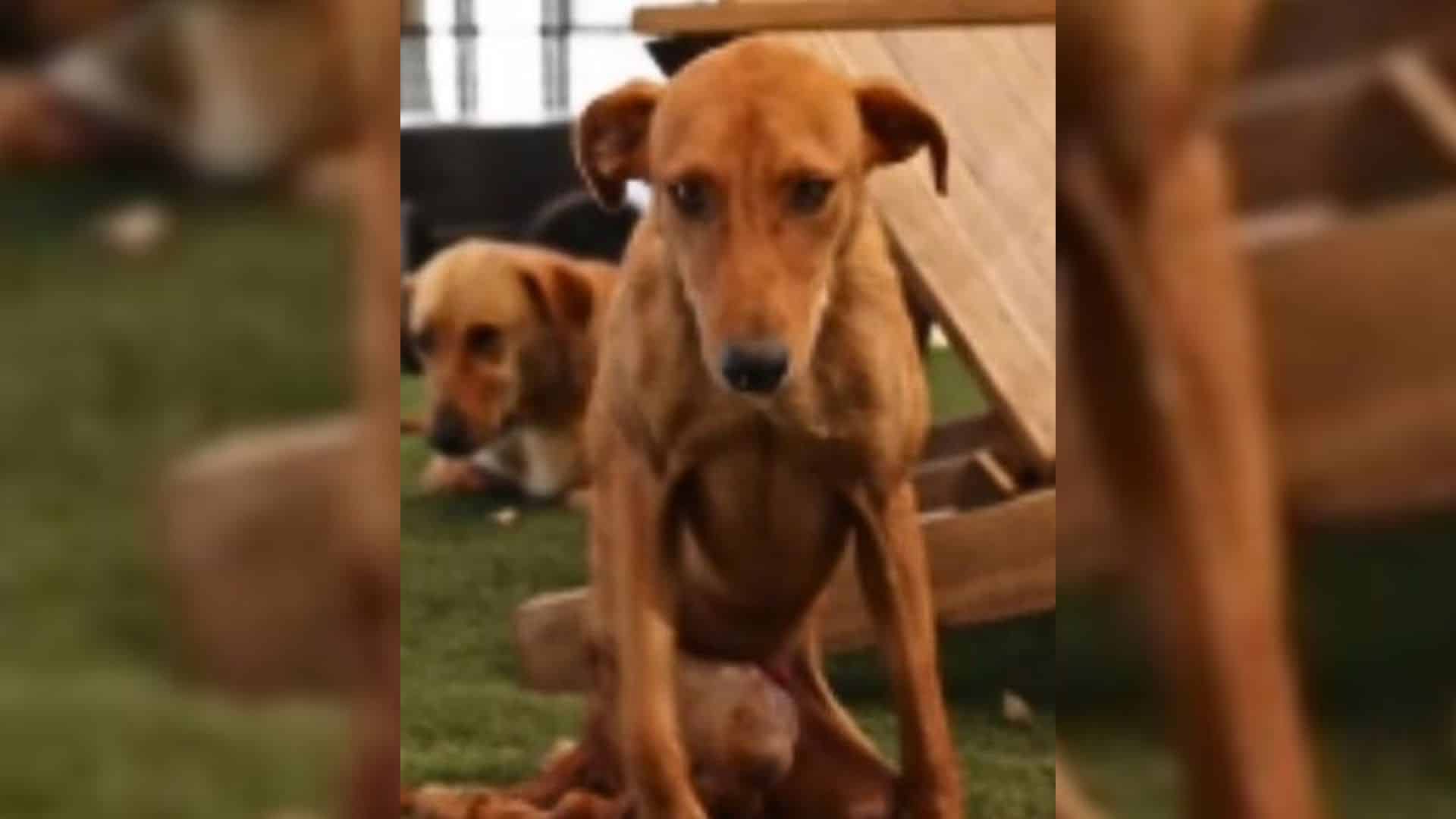 This was the case for a disabled dog nam...