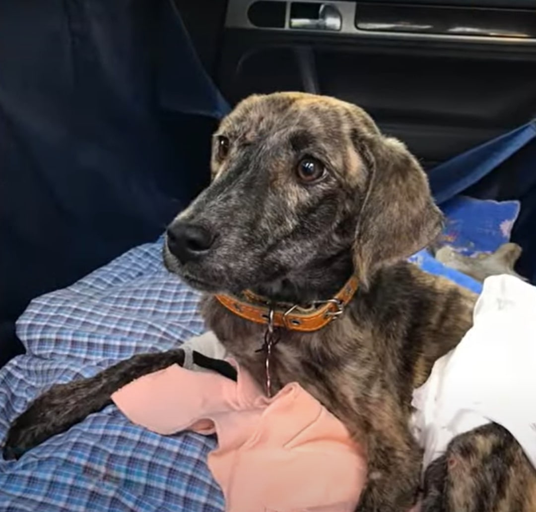 Extra image from article