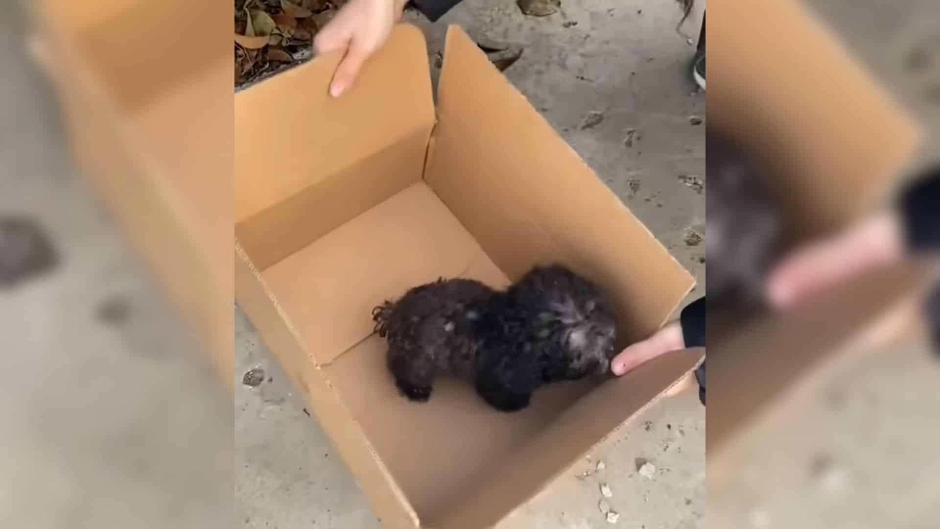 This was the situation for one little pu...