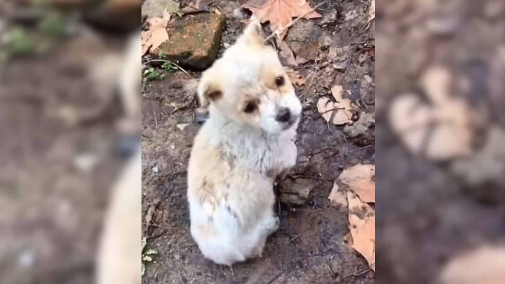 One such puppy found himself in a desola...