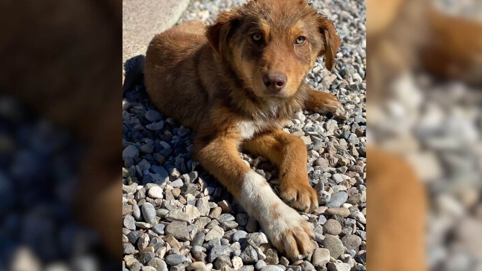 Resilient Blue: A Rescue Dog's Journey to His Forever Home