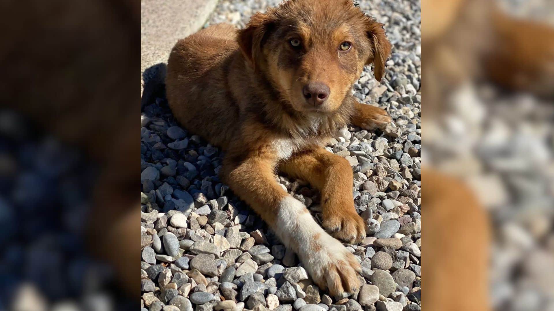 The story of Blue touched me deeply. Fro...