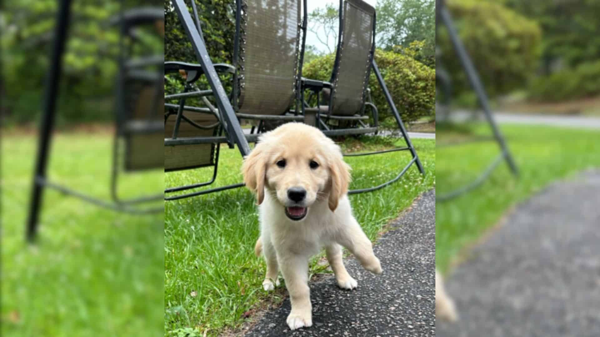 Take the case of Phoenix, a young Golden...