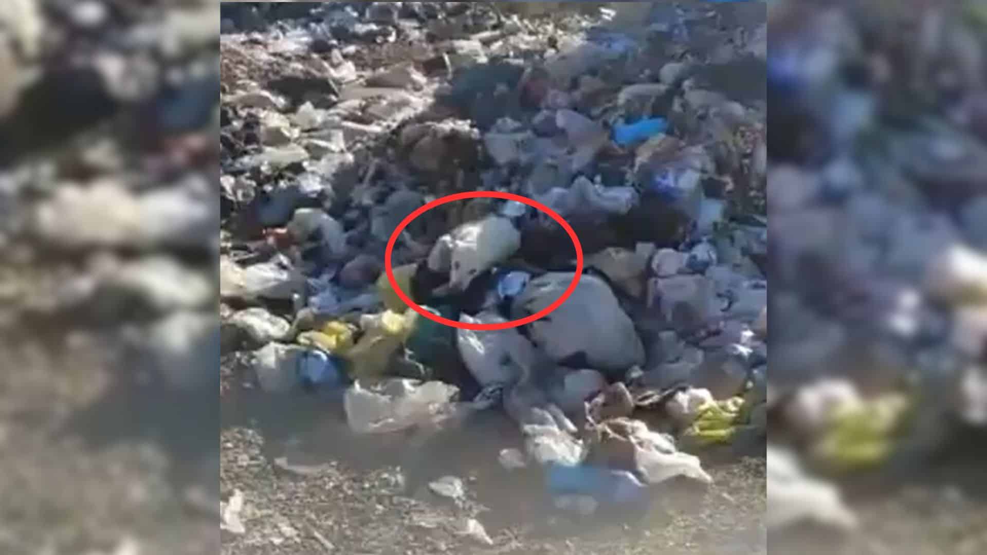 Lola's plight came to the attention of J...