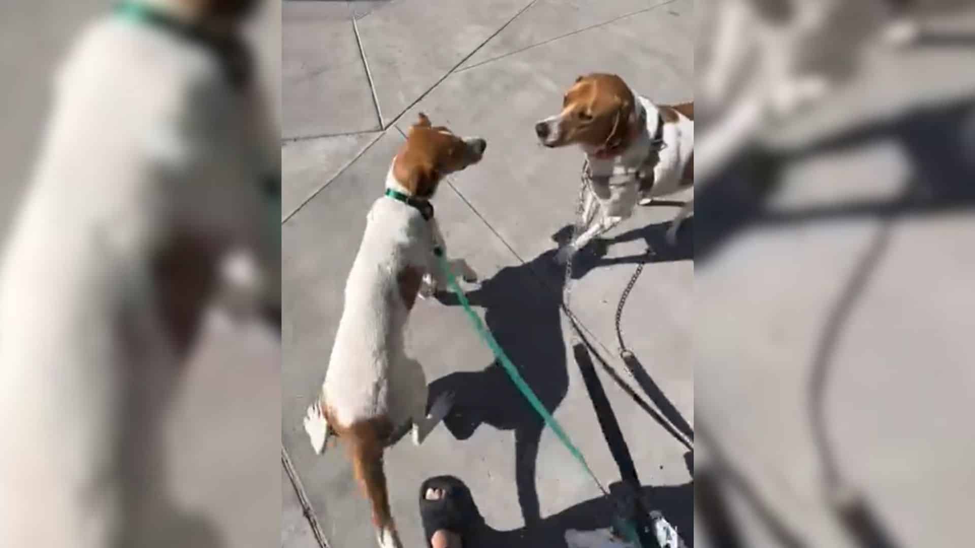 Typically, people might choose a playful...