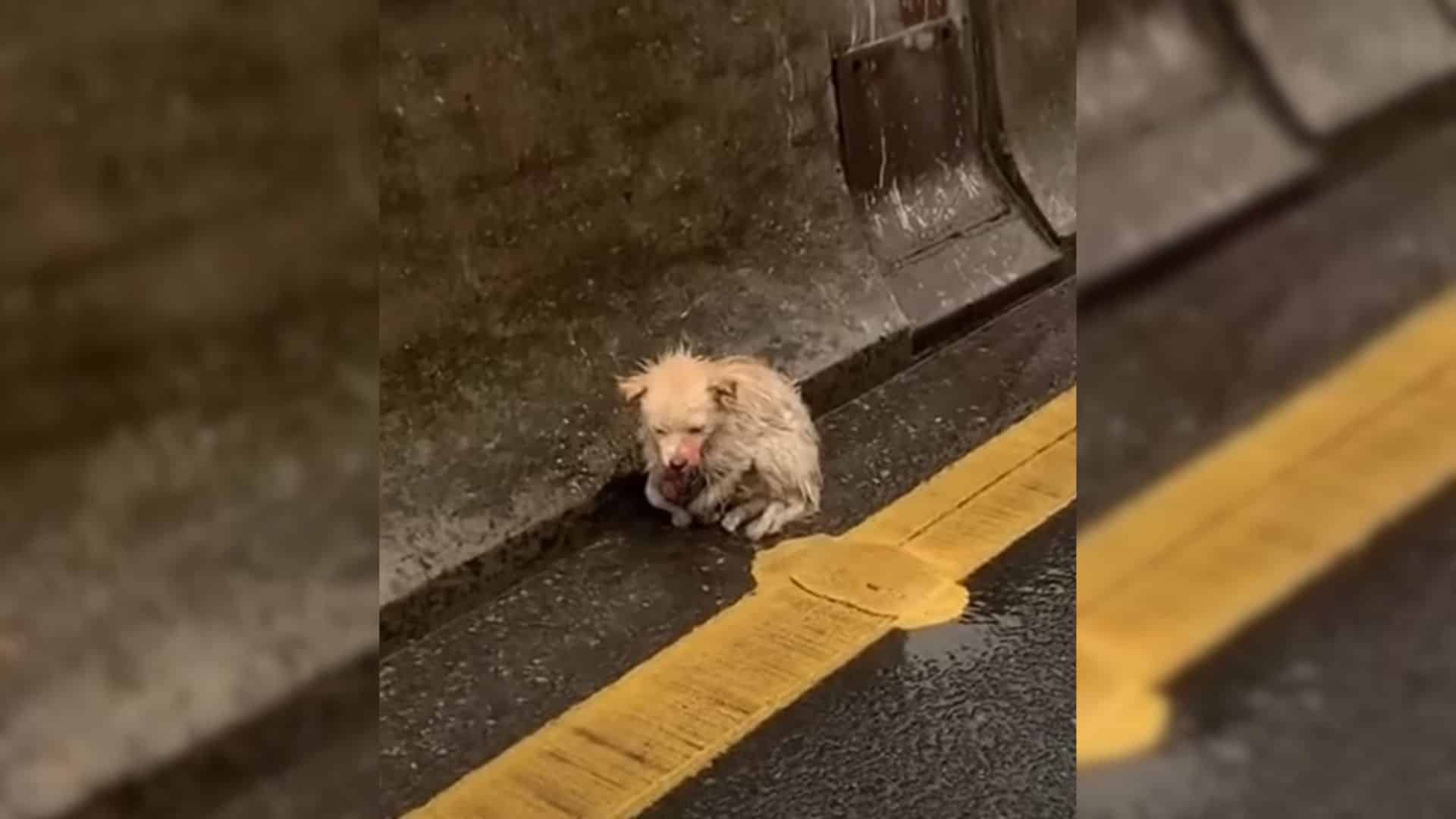 Without hesitation, the team gently pick...