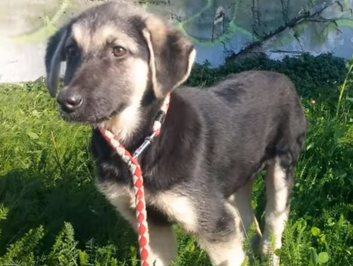 Extra image from article