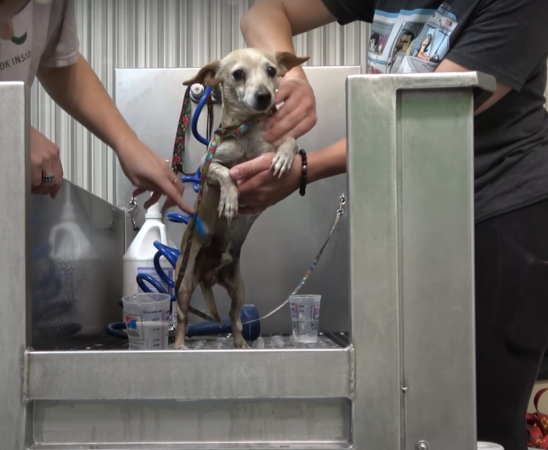 Extra image from article