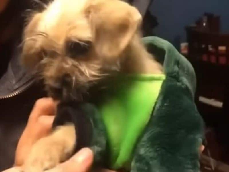 Welcomed warmly by her foster mom, Storm...