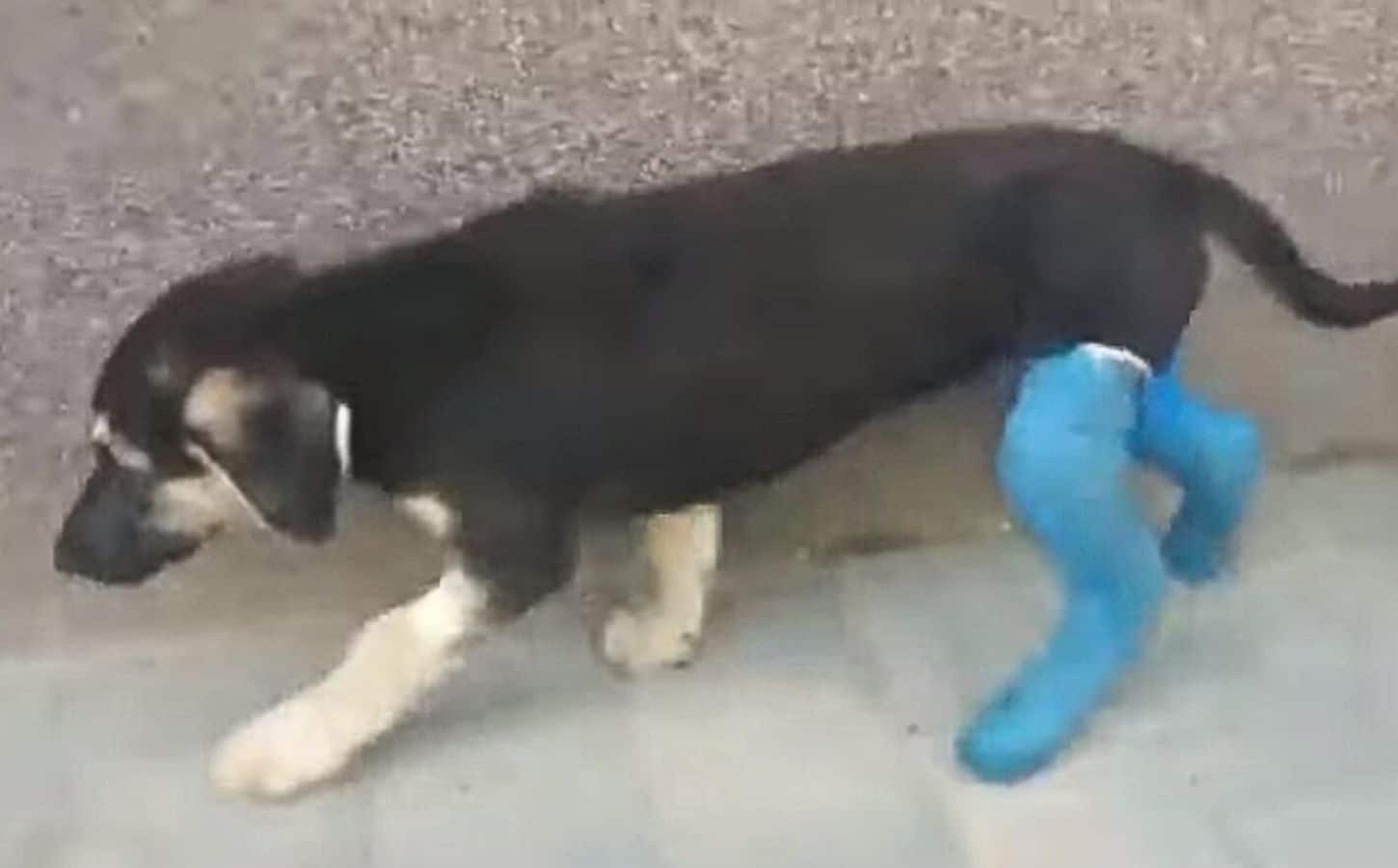 Extra image from article