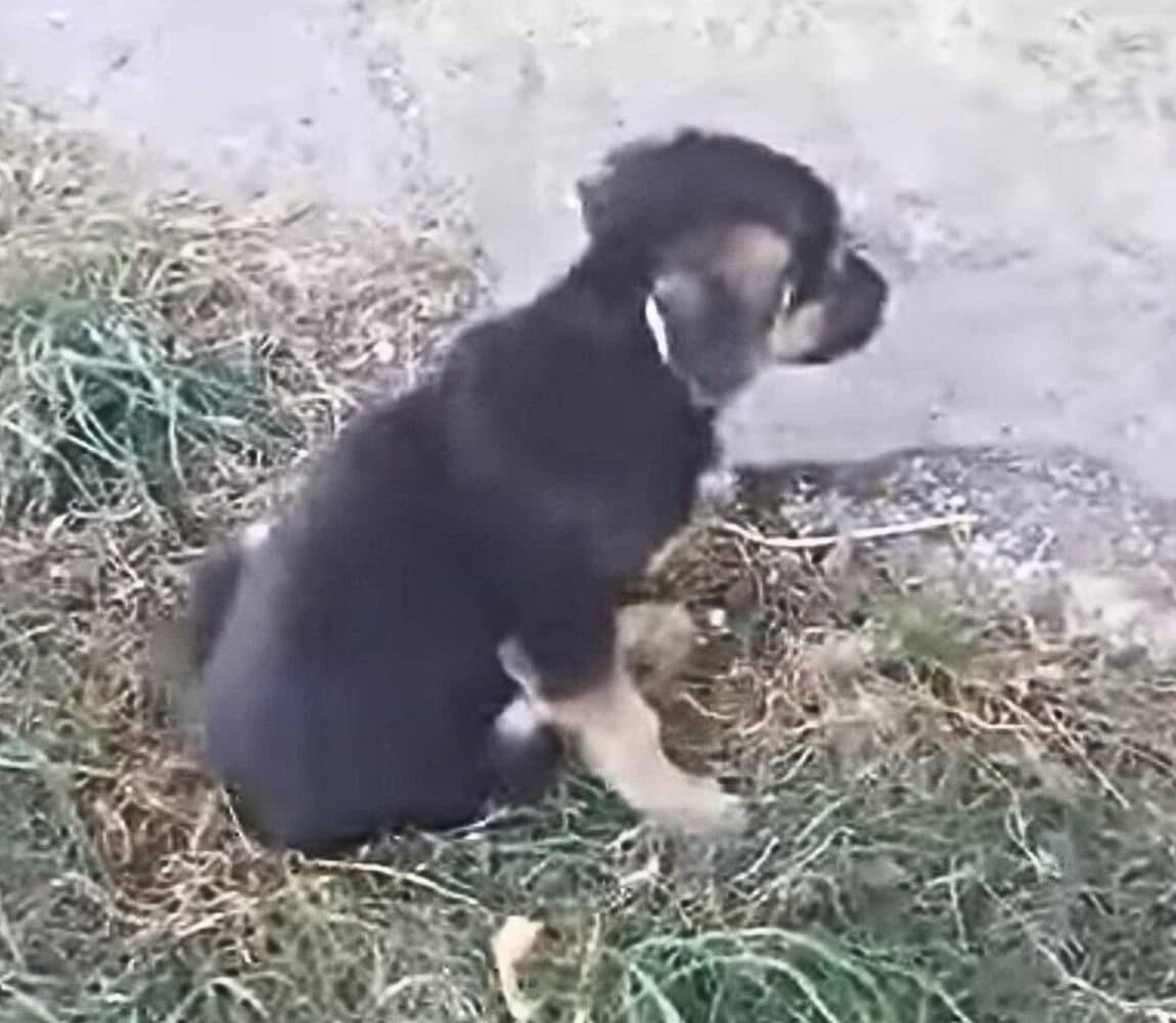 As the days passed, Rosie began to make ...