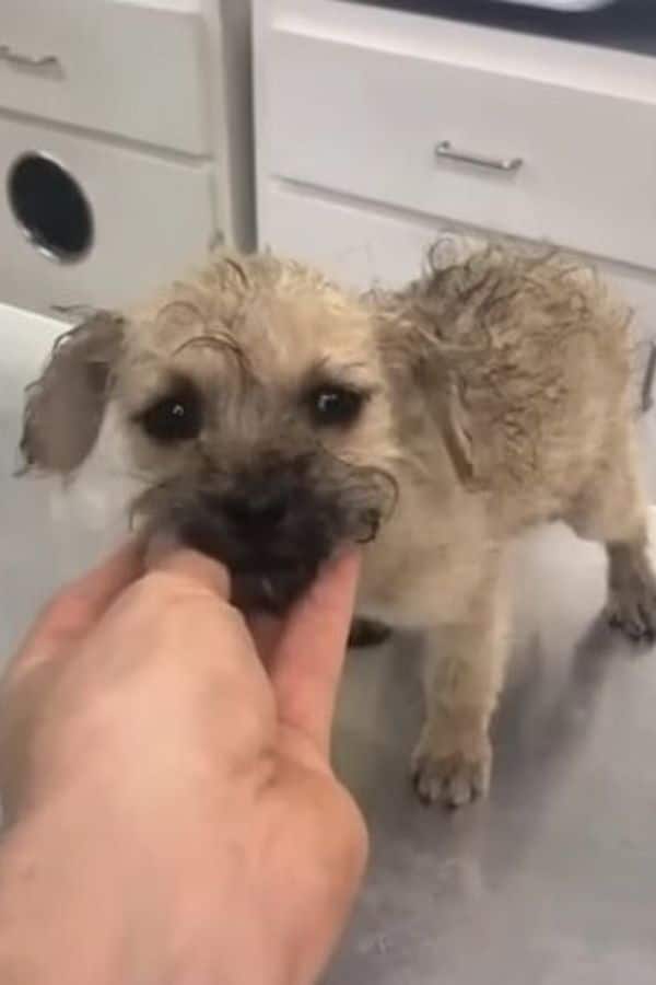 To their dismay, the ultrasound revealed...