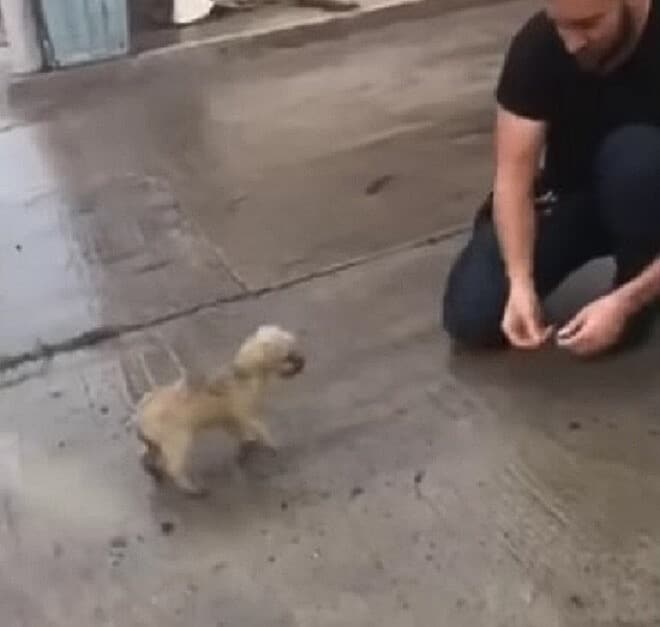 Concerned for her well-being, the rescue...