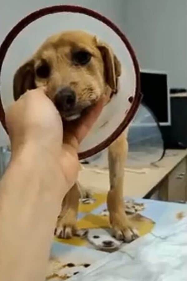 Extra image from article