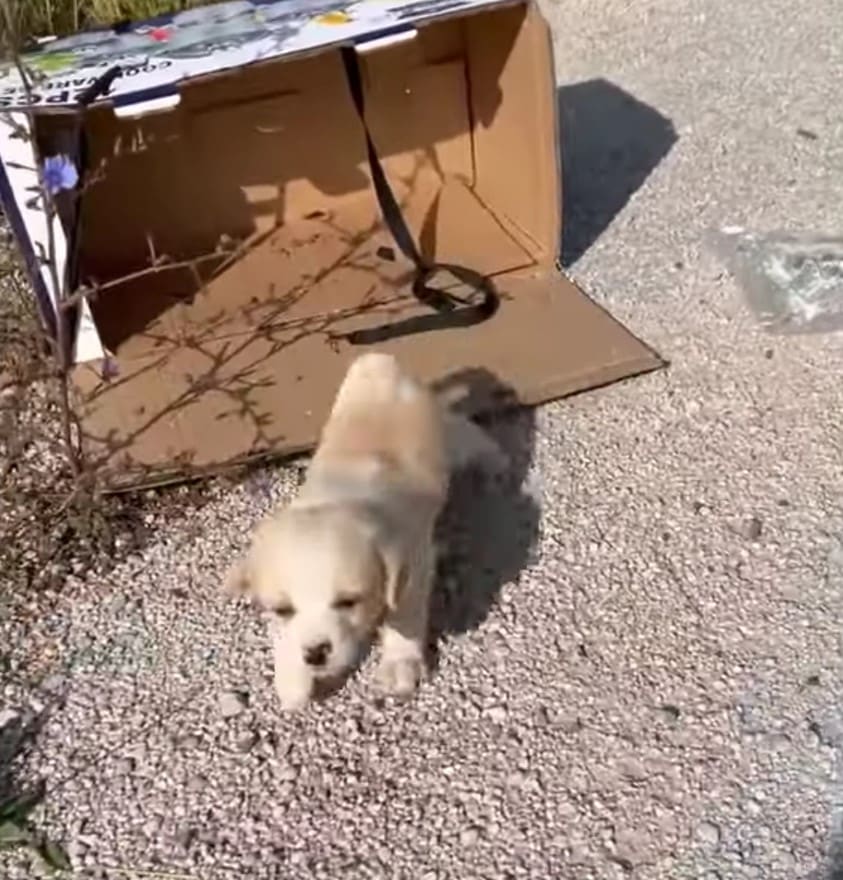 Extra image from article