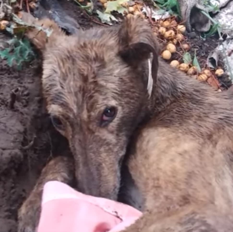 Extra image from article