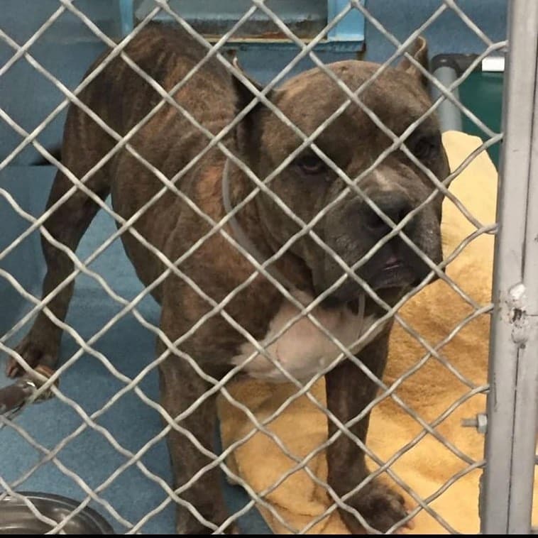 While Rosie has become a beloved figure ...