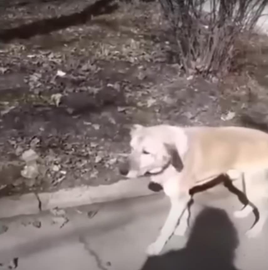 After the period of treatment, the dog w...