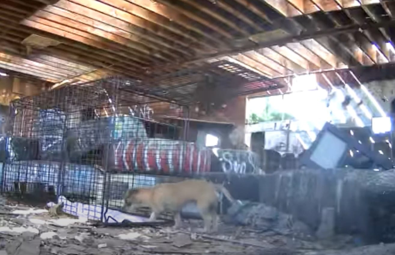 Extra image from article