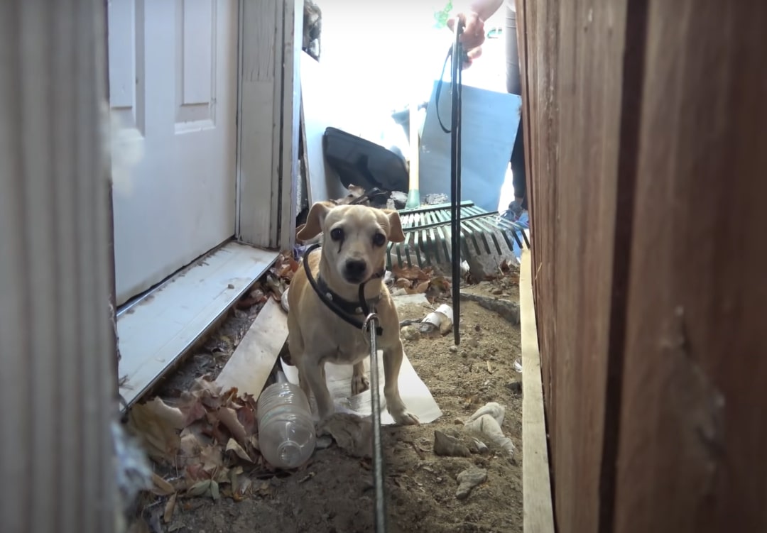 Today, Lambert is a picture of joy and v...