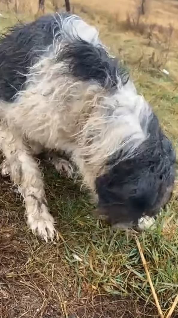 Extra image from article