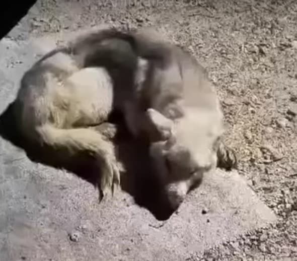 With indomitable spirit, Luna did not gi...