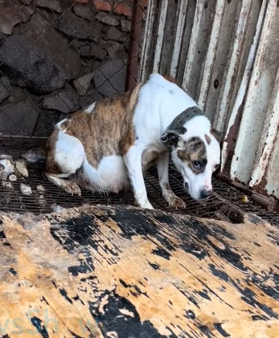 Extra image from article