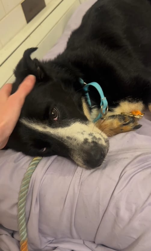 Just a few days after her rescue, Gracie...