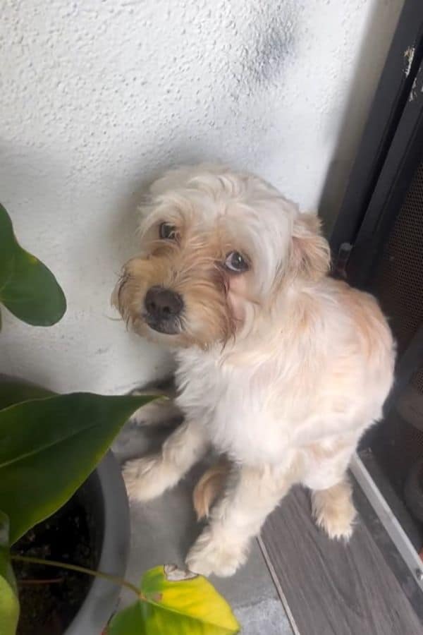 Extra image from article