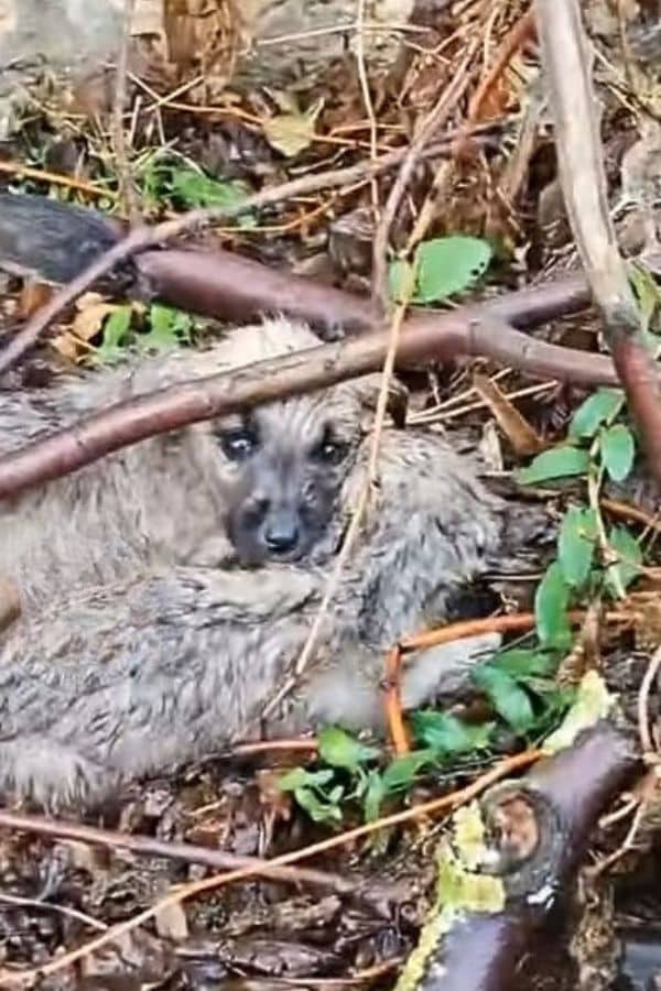 Extra image from article