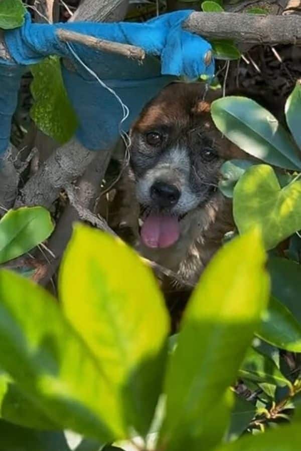 Extra image from article