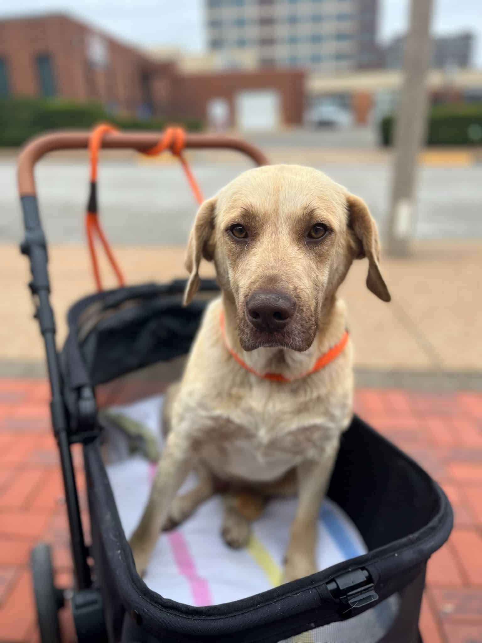 Extra image from article