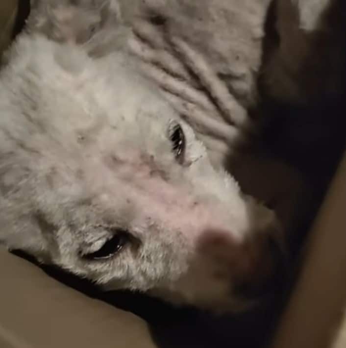 Gradually, his health improved; his appe...