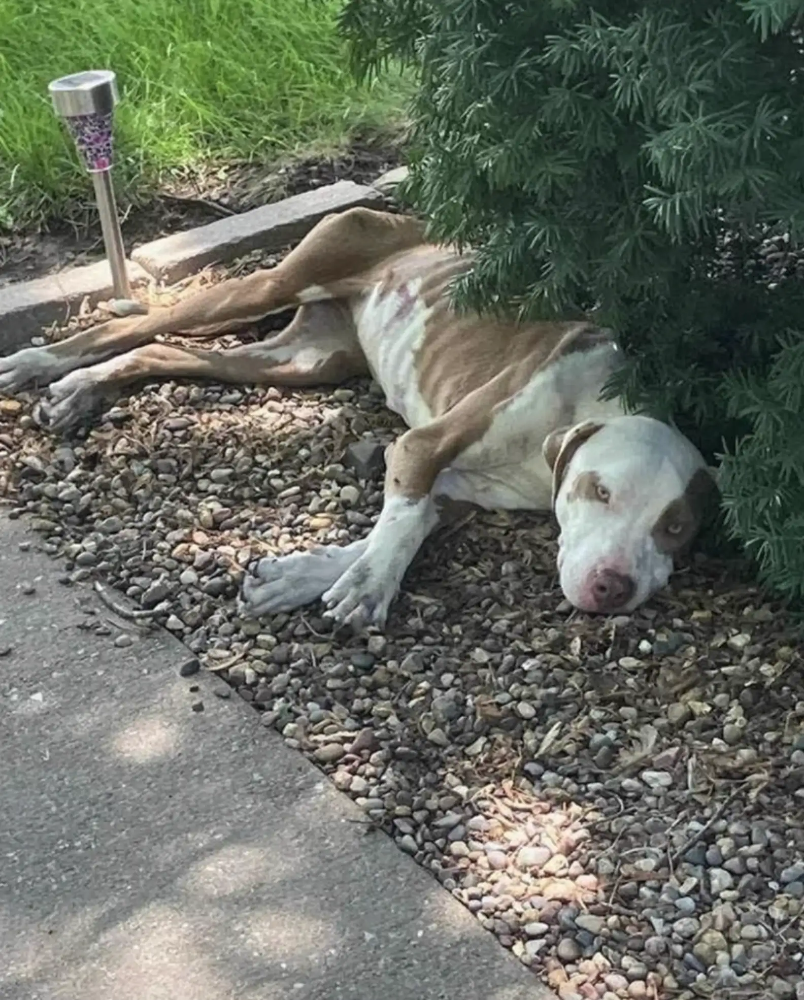 Determined to find the ideal home for Lu...