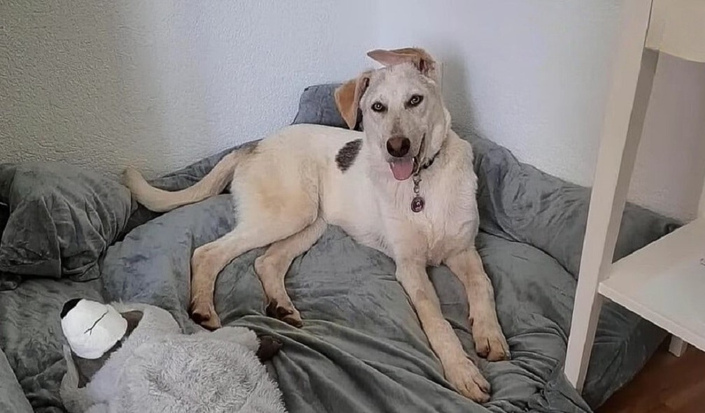 Extra image from article