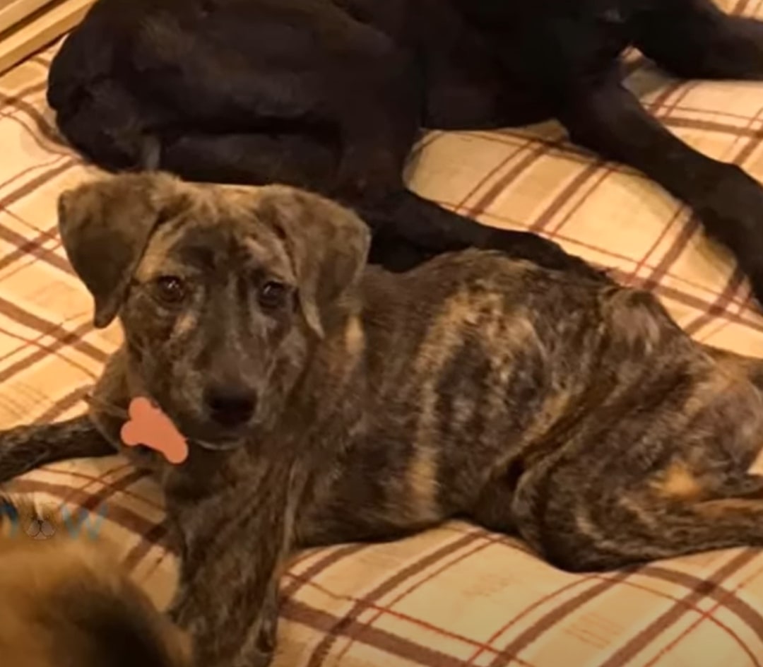 Extra image from article