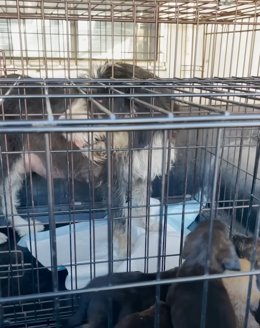 Extra image from article