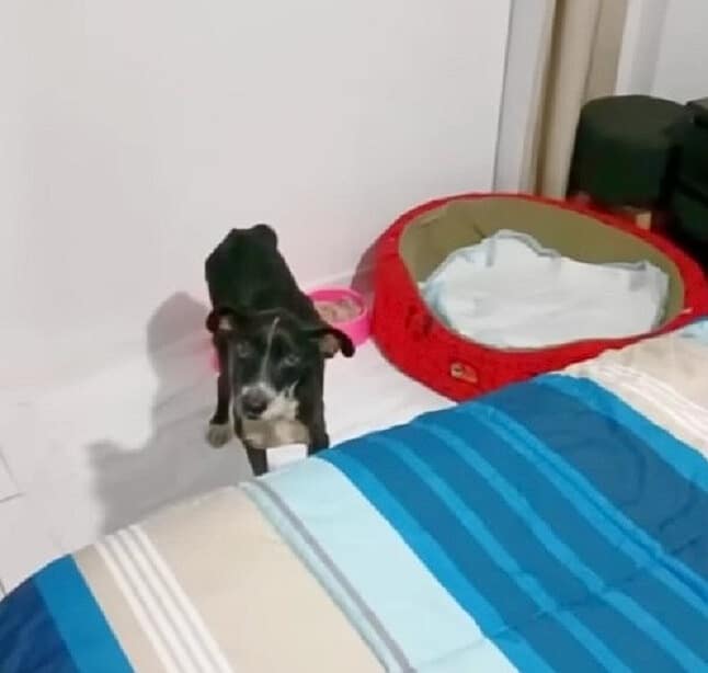 Extra image from article