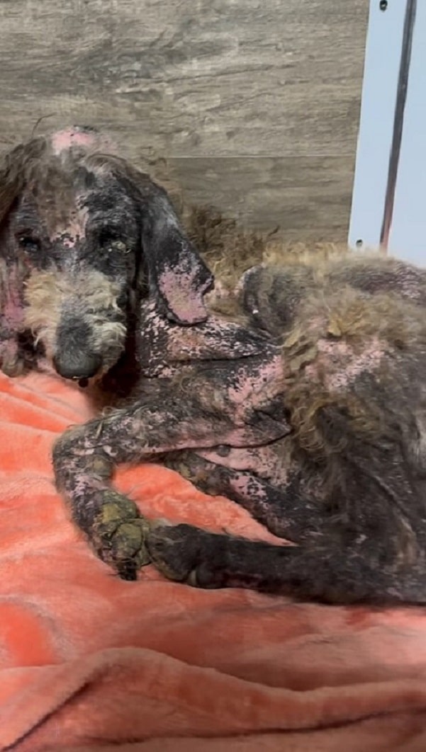 Extra image from article