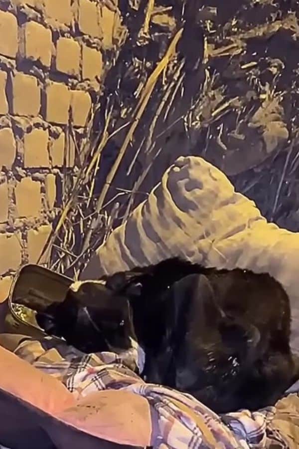 Moved by his condition, the rescuer gent...