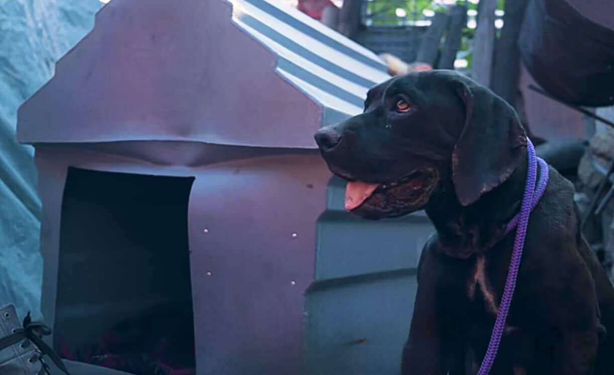 Extra image from article