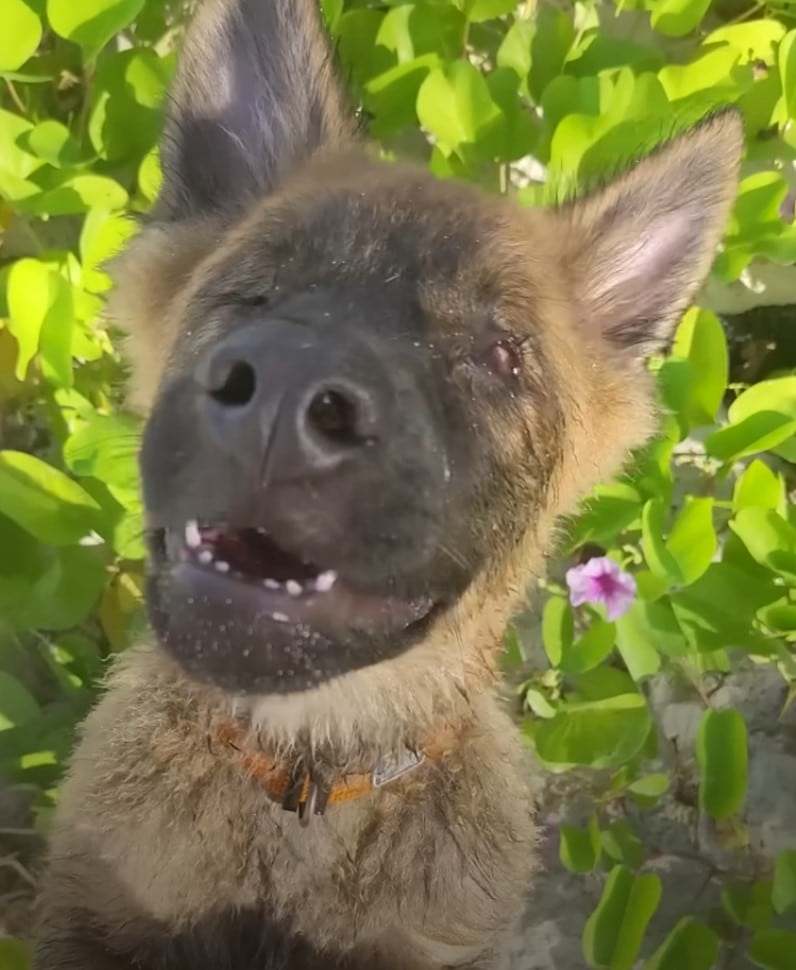 Extra image from article