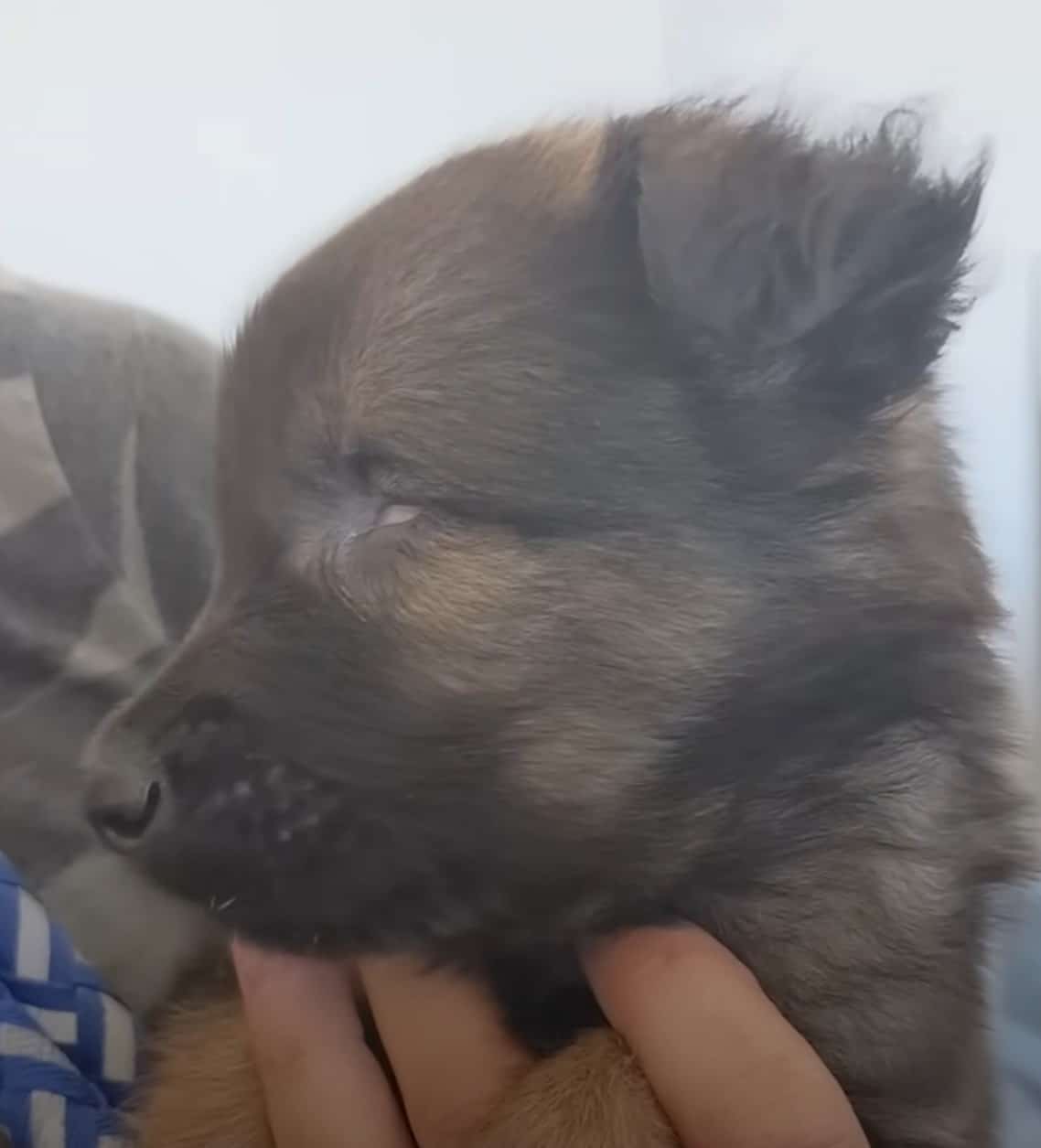 Over time, Charles adapted, learning to ...