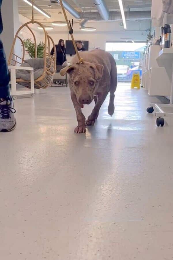 Being blind doesn’t stop Bailey from ada...