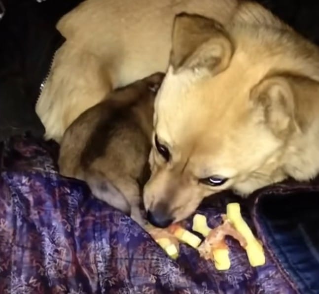 Extra image from article