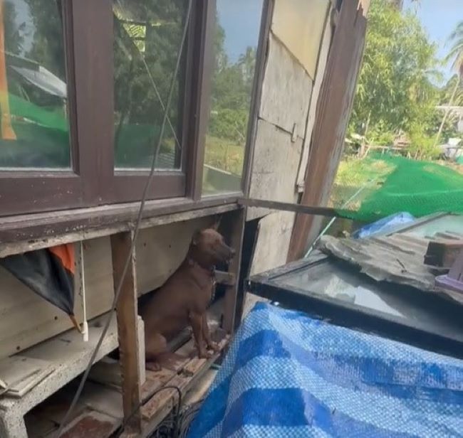 Extra image from article