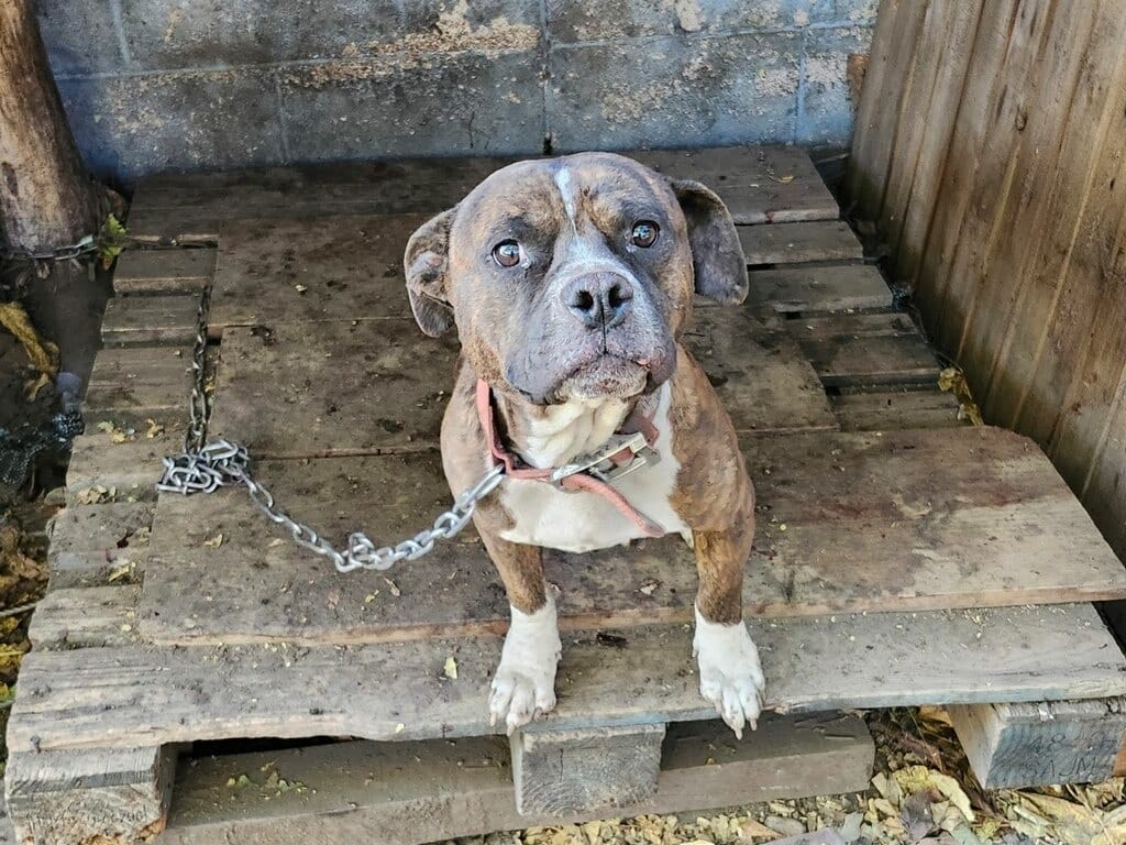 Once assured there were no other dogs re...