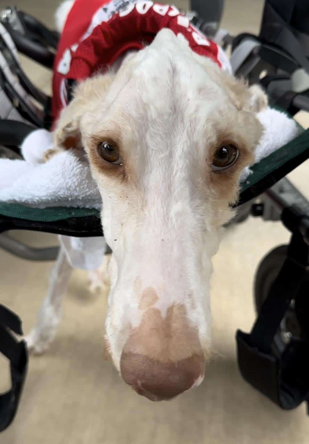 Extra image from article