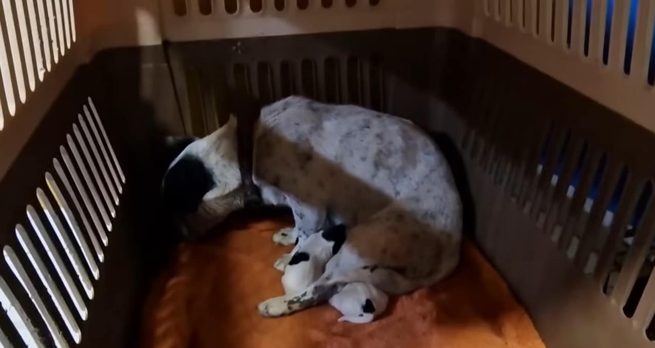 Despite the comfort and care, the mother...