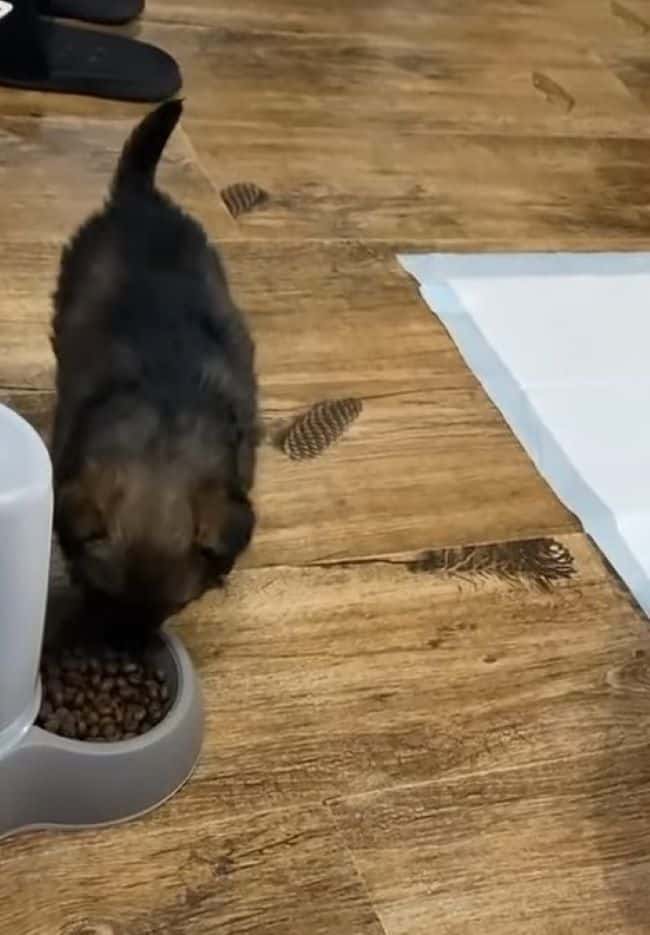 Extra image from article